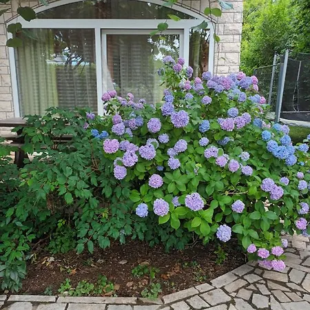 Apartmán Jane's Garden *