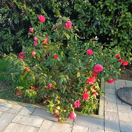 Apartman Jane's Garden