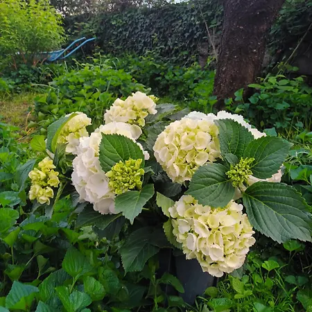 Apartman Jane's Garden Matulji