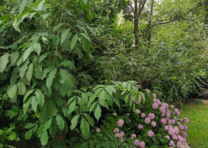 Jane's Garden *