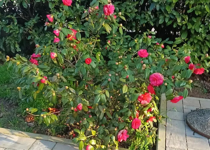 Апартаменты Jane's Garden