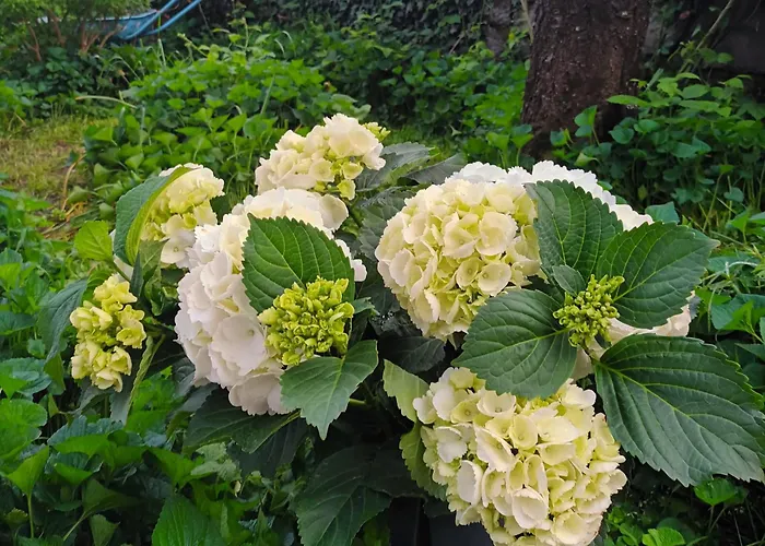 Апартаменты Jane's Garden Матульи