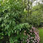 Jane's Garden *