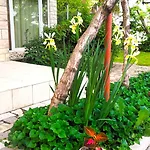 Jane's Garden