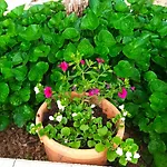 شقة Jane's Garden *