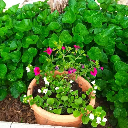 شقة Jane's Garden *