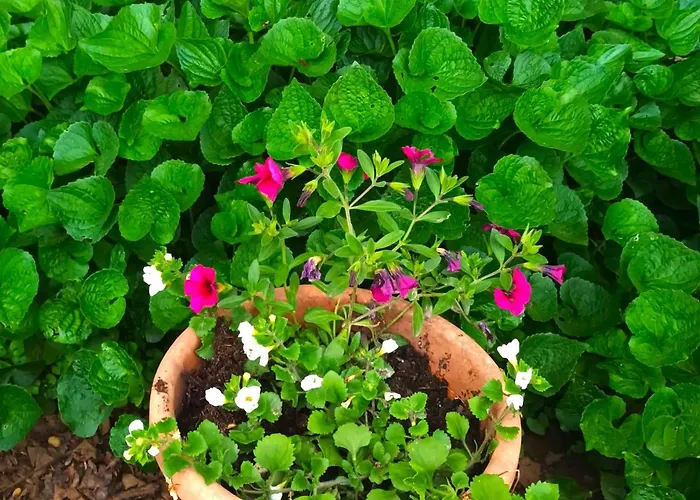 アパート Jane's Garden *
